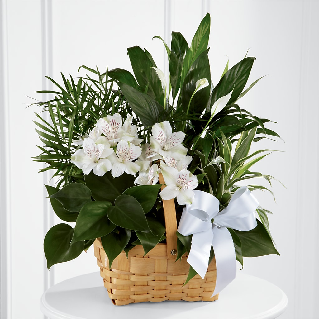Peace & Serenity Dishgarden – KIEFER'S FLORIST, Coshocton OH