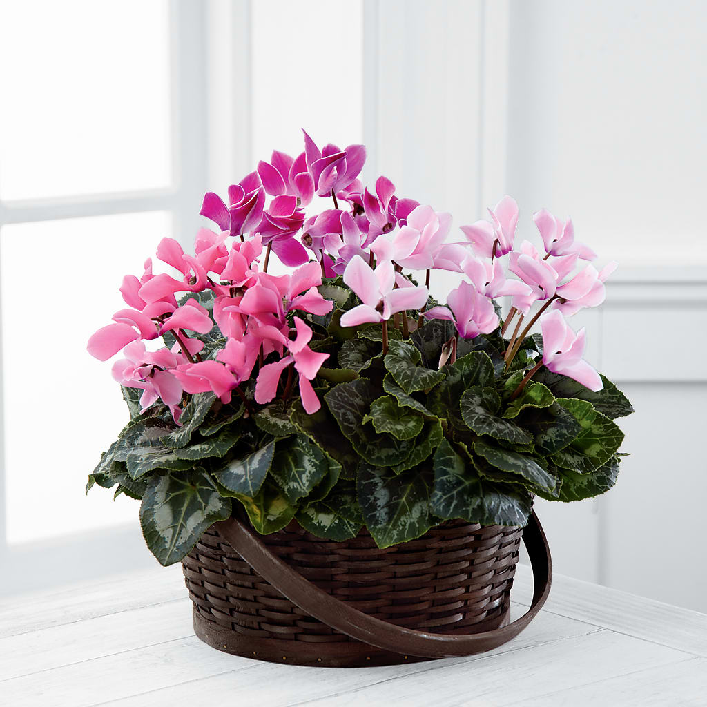 Mixed Cyclamen Planter – KIEFER'S FLORIST, Coshocton OH