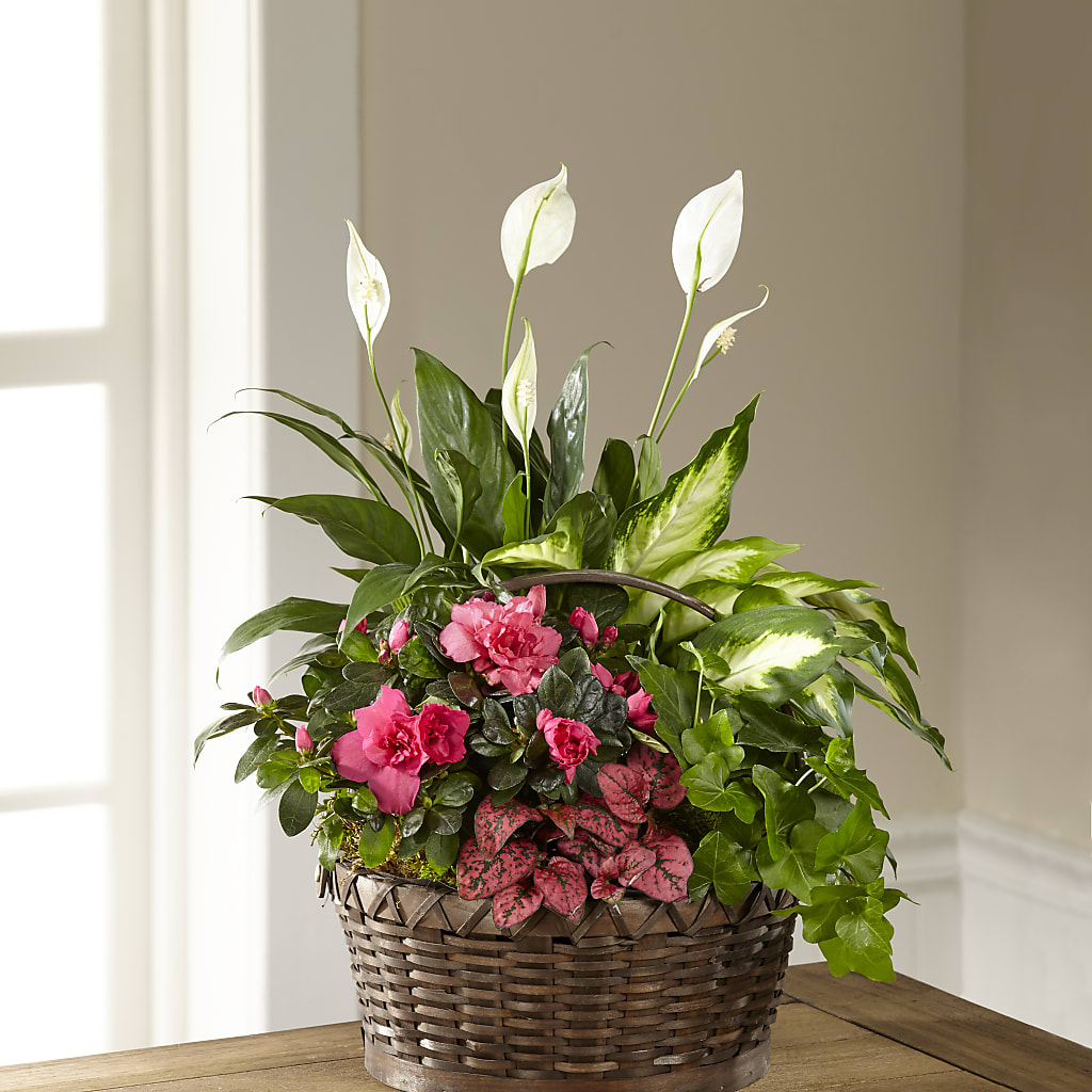 Dream in Pink Dishgarden – KIEFER'S FLORIST, Coshocton OH