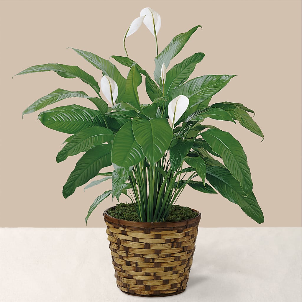 Tranquil Moments Peace Lily Plant – KIEFER'S FLORIST, Coshocton OH