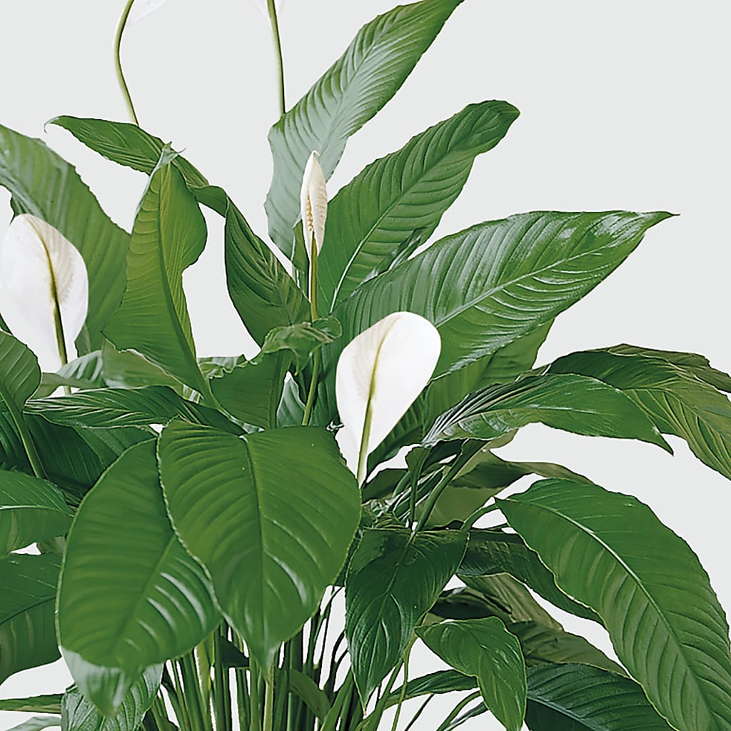 Tranquil Moments Peace Lily Plant – KIEFER'S FLORIST, Coshocton OH