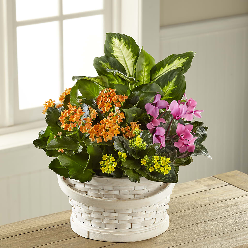 Color Crush Dishgarden – KIEFER'S FLORIST, Coshocton OH