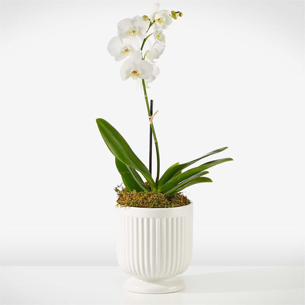Whispering White Orchid – KIEFER'S FLORIST, Coshocton OH
