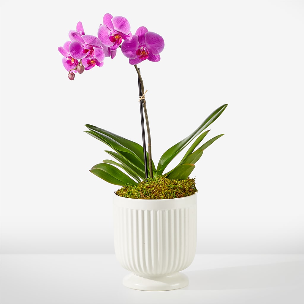 Friendly Fuchsia Orchid – KIEFER'S FLORIST, Coshocton OH