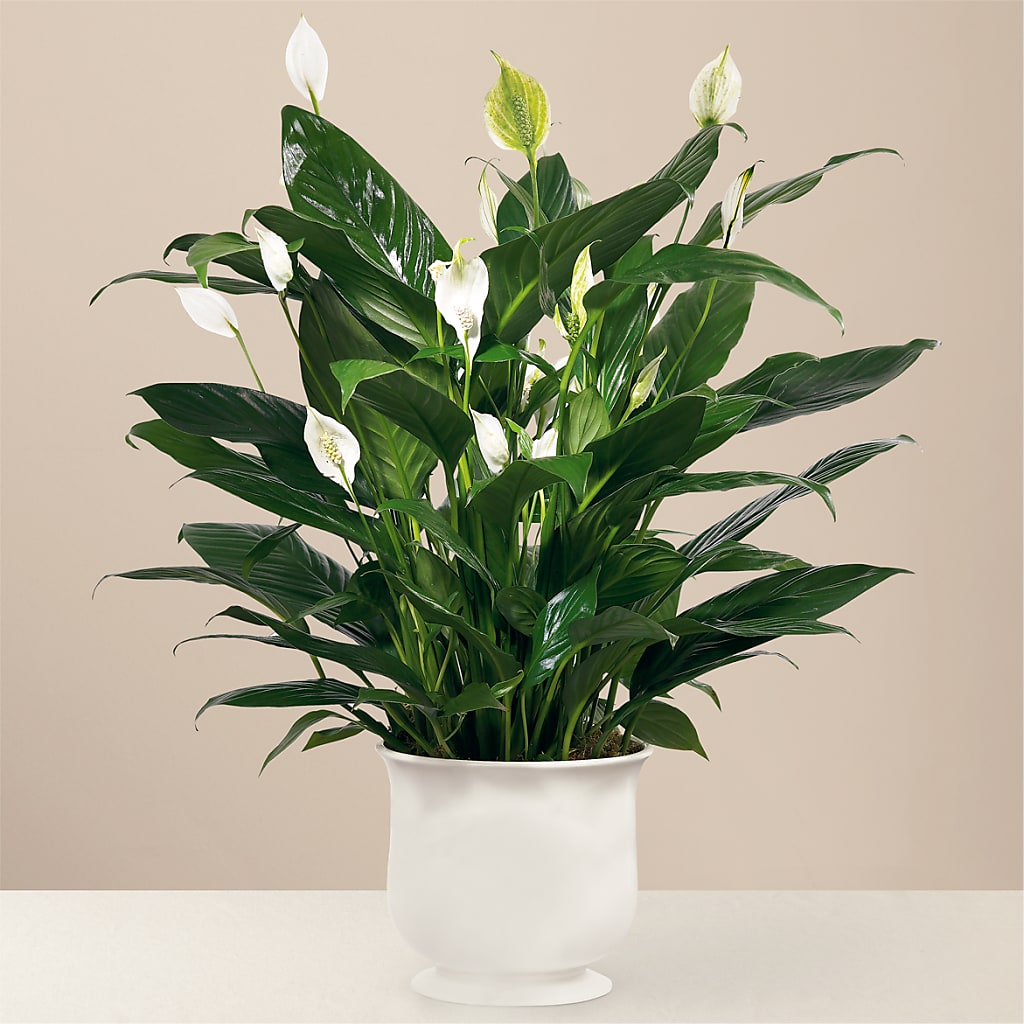 Comfort Planter – KIEFER'S FLORIST, Coshocton OH