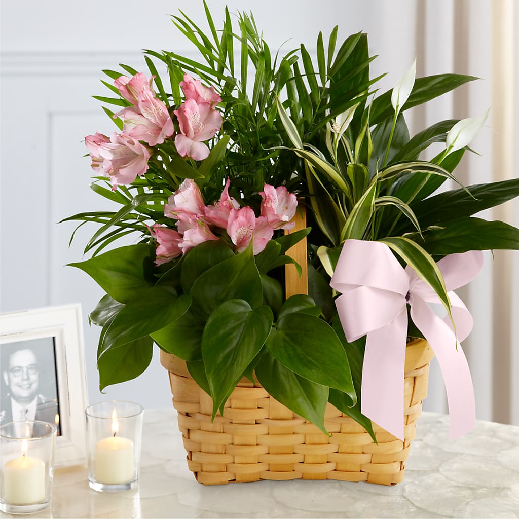 Living Spirit Dishgarden – KIEFER'S FLORIST, Coshocton OH