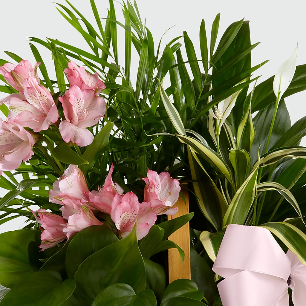 Living Spirit Dishgarden – KIEFER'S FLORIST, Coshocton OH