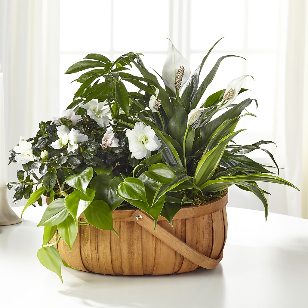 Serene Dishgarden – KIEFER'S FLORIST, Coshocton OH