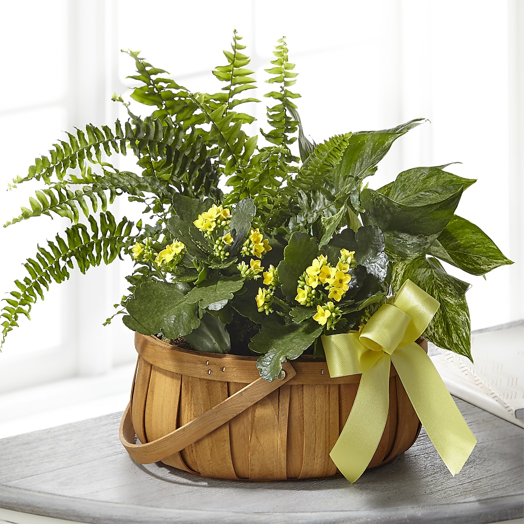 Always Dear Dishgarden – KIEFER'S FLORIST, Coshocton OH
