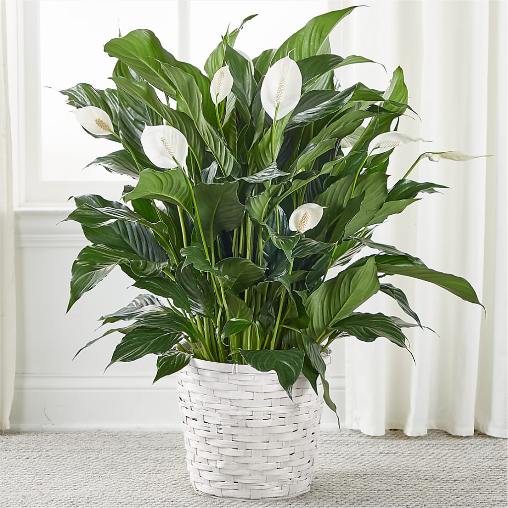 A New Leaf Peace Lily – KIEFER'S FLORIST, Coshocton OH