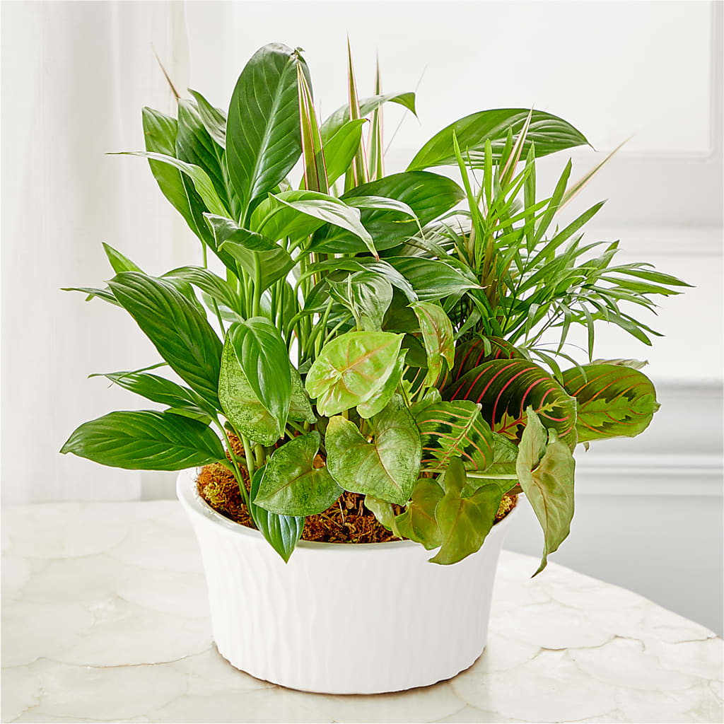 Balance & Harmony Dishgarden – KIEFER'S FLORIST, Coshocton OH