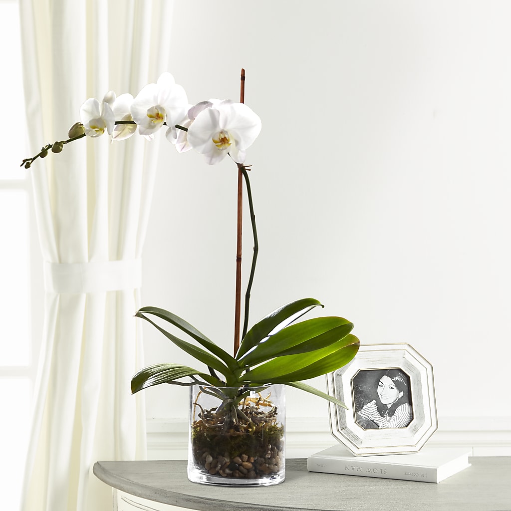 White Orchid Planter – KIEFER'S FLORIST, Coshocton OH