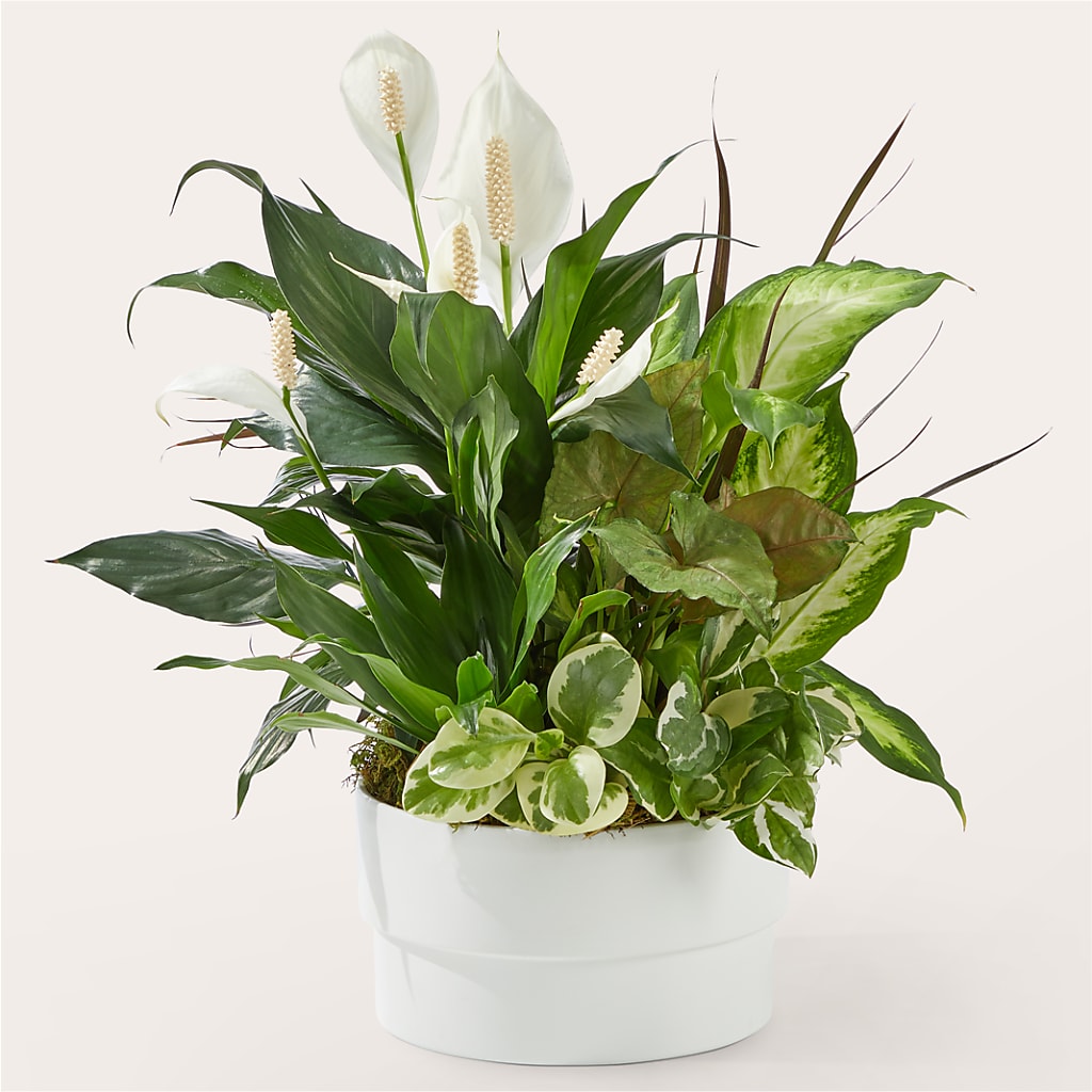 Radiating Positivity Dishgarden – KIEFER'S FLORIST, Coshocton OH
