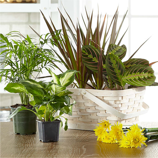 Florist Designed Blooming and Green Plants in a Basket – KIEFER'S FLORIST, Coshocton OH