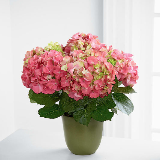 Pink Hydrangea Planter