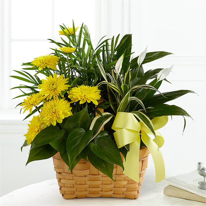 Loving Light Dishgarden – KIEFER'S FLORIST, Coshocton OH