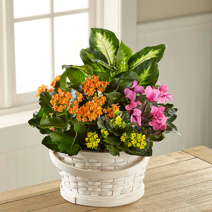 Color Crush Dishgarden – KIEFER'S FLORIST, Coshocton OH