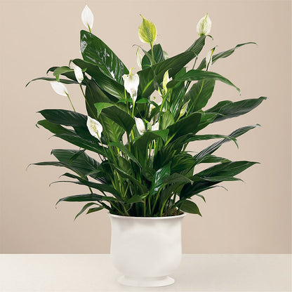 Comfort Planter – KIEFER'S FLORIST, Coshocton OH