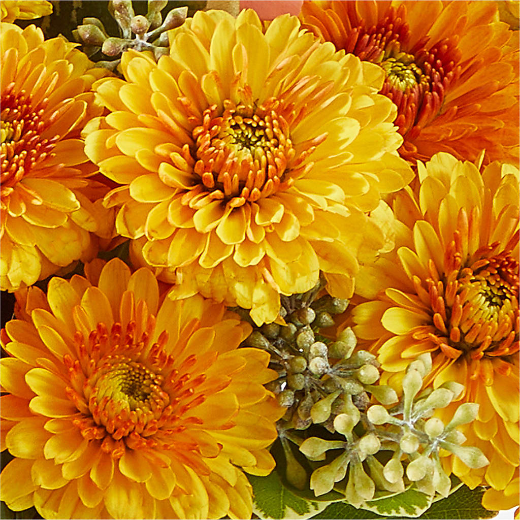 Peachy Pumpkin – KIEFER'S FLORIST, Coshocton OH