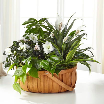 Serene Dishgarden – KIEFER'S FLORIST, Coshocton OH
