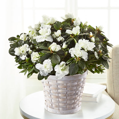 White Azalea Plant – KIEFER'S FLORIST, Coshocton OH