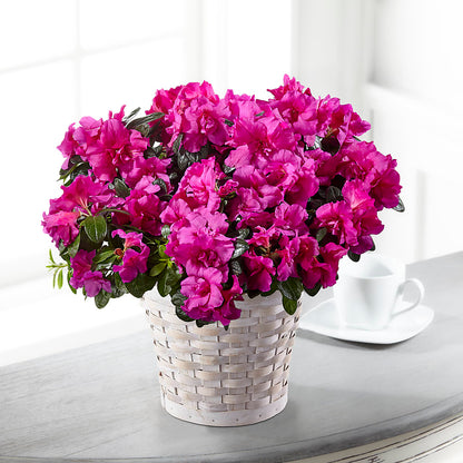 Hope & Serenity Azalea Plant – KIEFER'S FLORIST, Coshocton OH