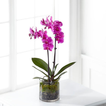 Pink Orchid Plant – KIEFER'S FLORIST, Coshocton OH