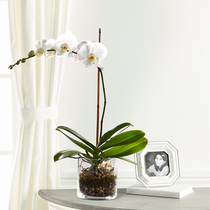White Orchid Planter – KIEFER'S FLORIST, Coshocton OH