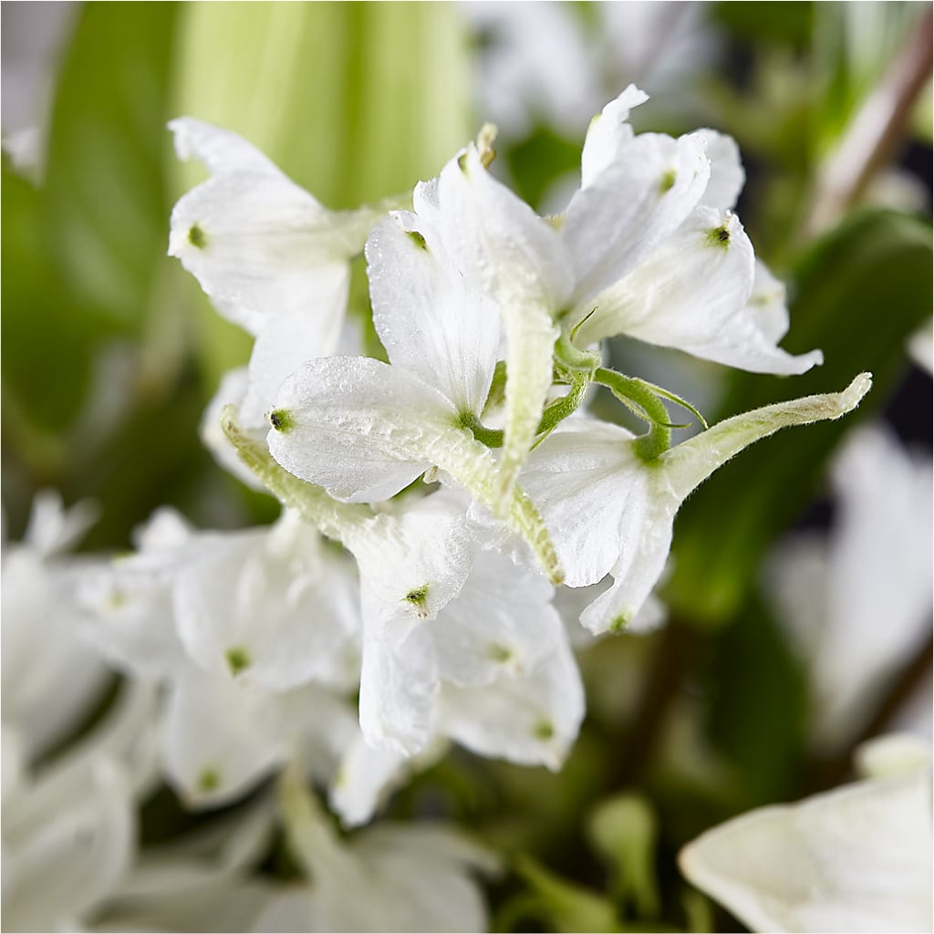 Classic Ivory – A Florist Original – KIEFER'S FLORIST, Coshocton OH